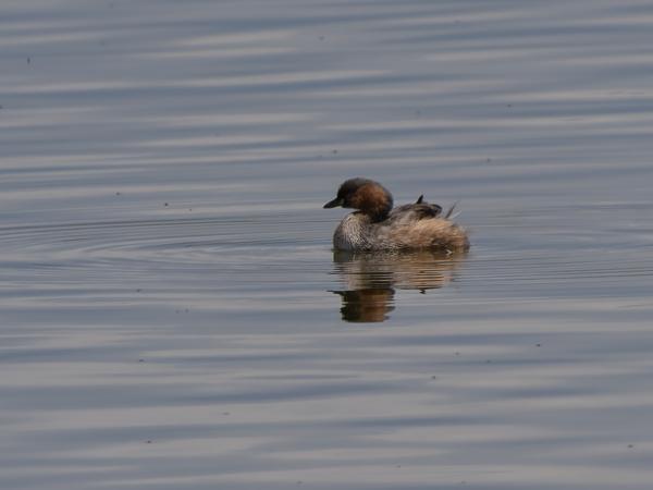 <h3><a href="/trips/tanzania/biota/animalia/chordata/aves/011 podicipediformes/001 podicipedidae/tachybaptus ruficollis/tachybaptus ruficollis-nl.html">Tachybaptus&nbsp;ruficollis</a> / Little&nbsp;grebe / Dodaars</h3>OM-1 Mark II met OLYMPUS M.150-400mm F4.5, 1/2500 sec  bij F5.0, ISO 200, afstand 65.0&nbsp;m